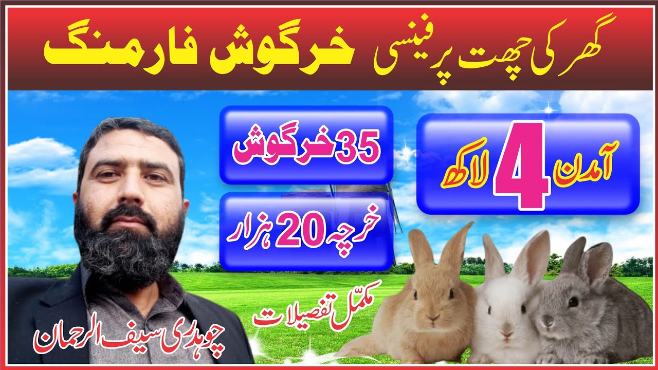 Rabbit Farming Profitable Business Ideas In Pakistan 2020