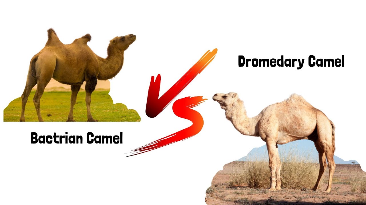 Bactrian Camel vs Dromedary Camel