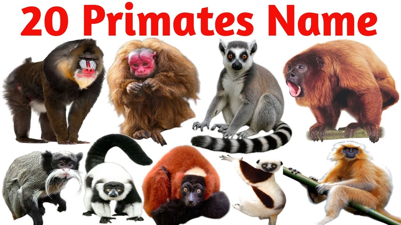 20 Amazing Primates Name for Kids 🐒🦍🦧 | Monkeys, Apes and More | Animals Name in English