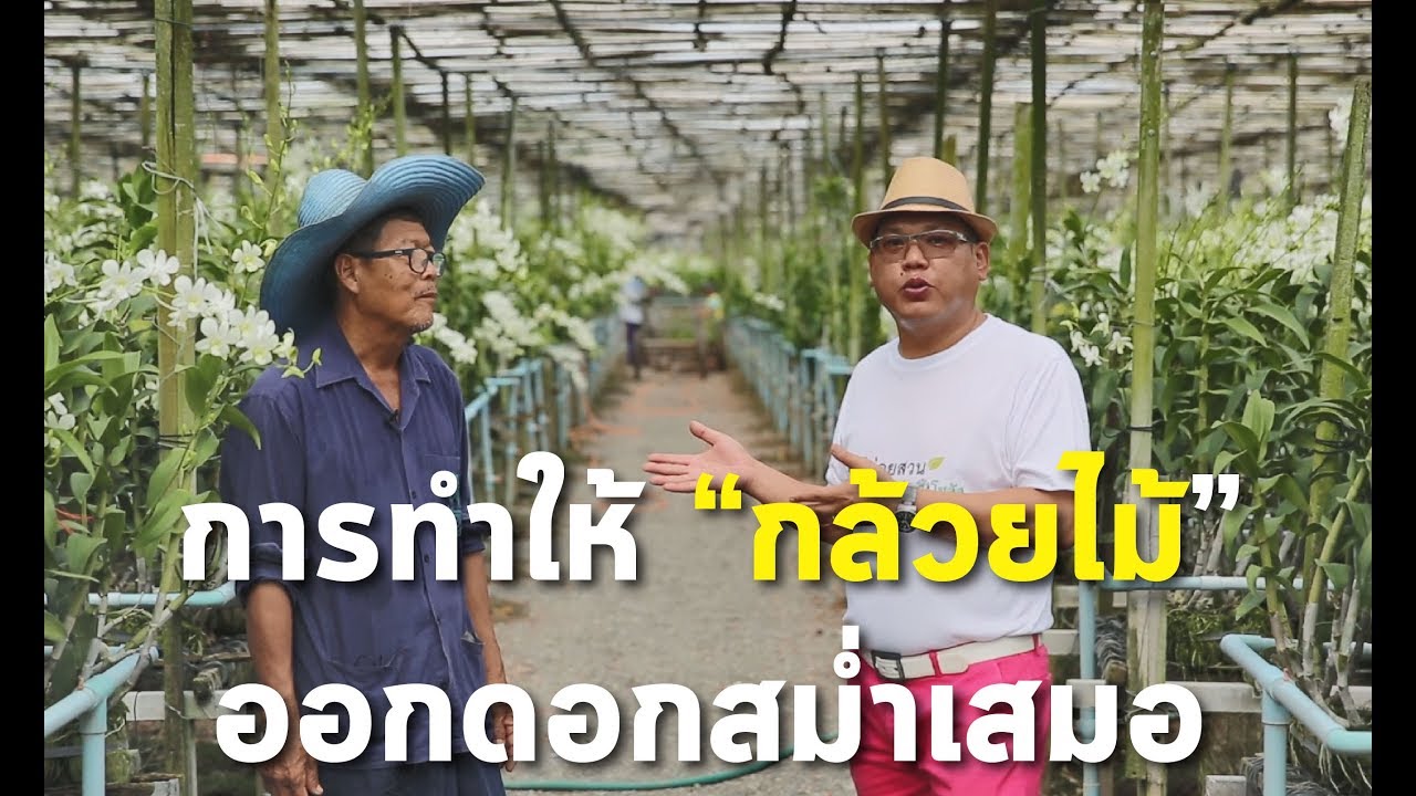 การทำให้ “กล้วยไม้” ออกดอกสม่ำเสมอ