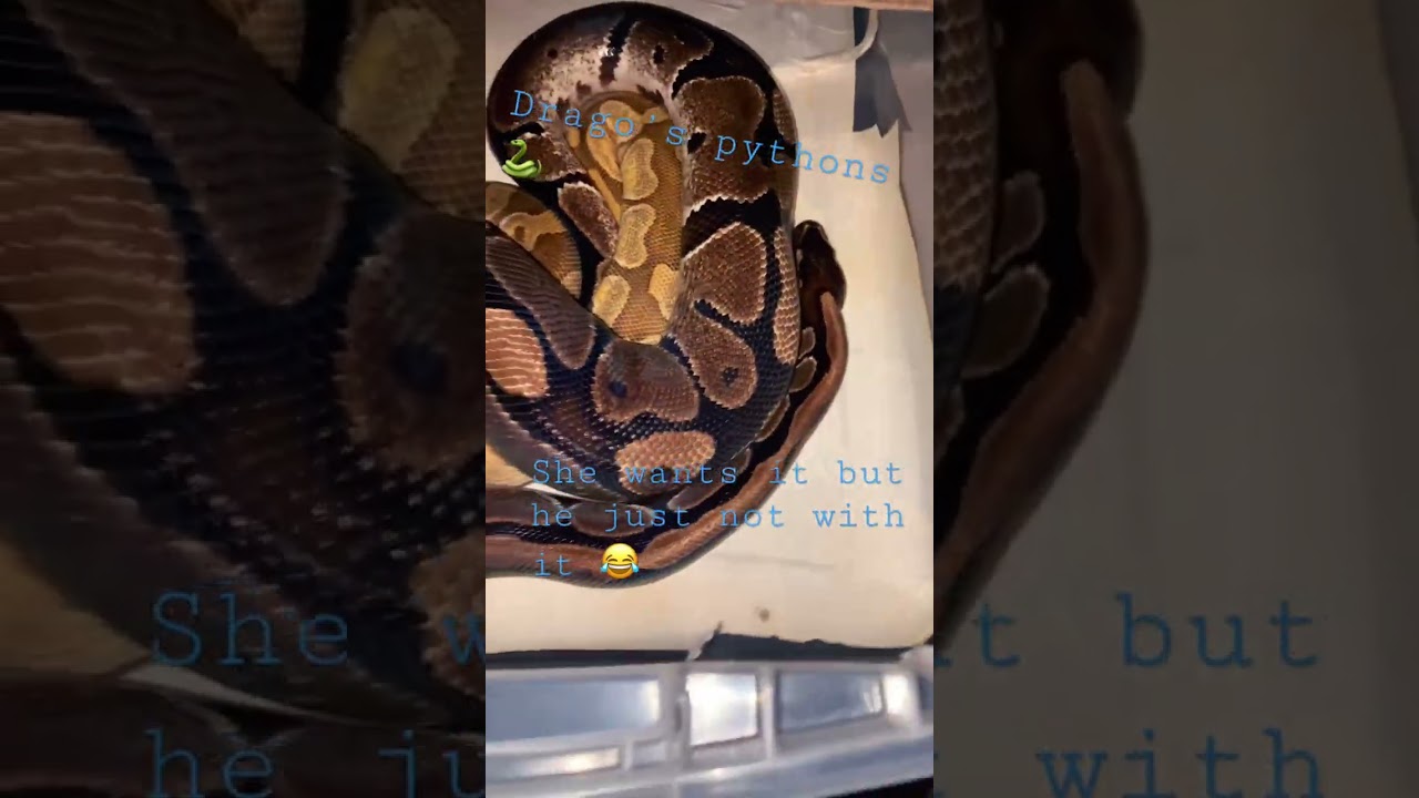 Breeding ball pythons 🐍 