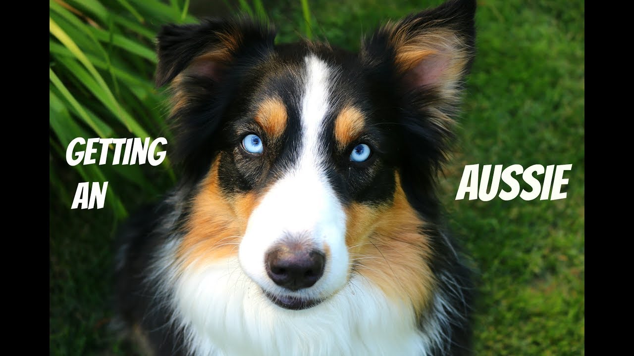 Things You Need To Know Before Getting An Aussie |Life With Aspen|