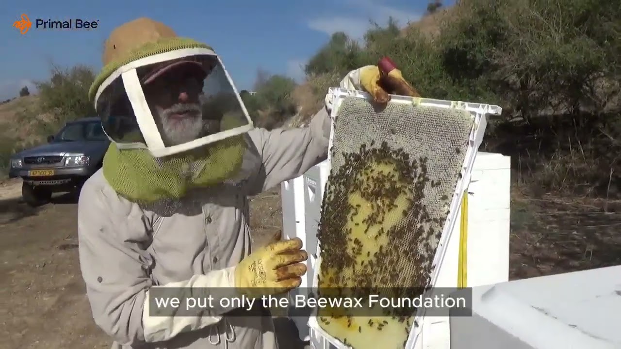 Primal Bee in action