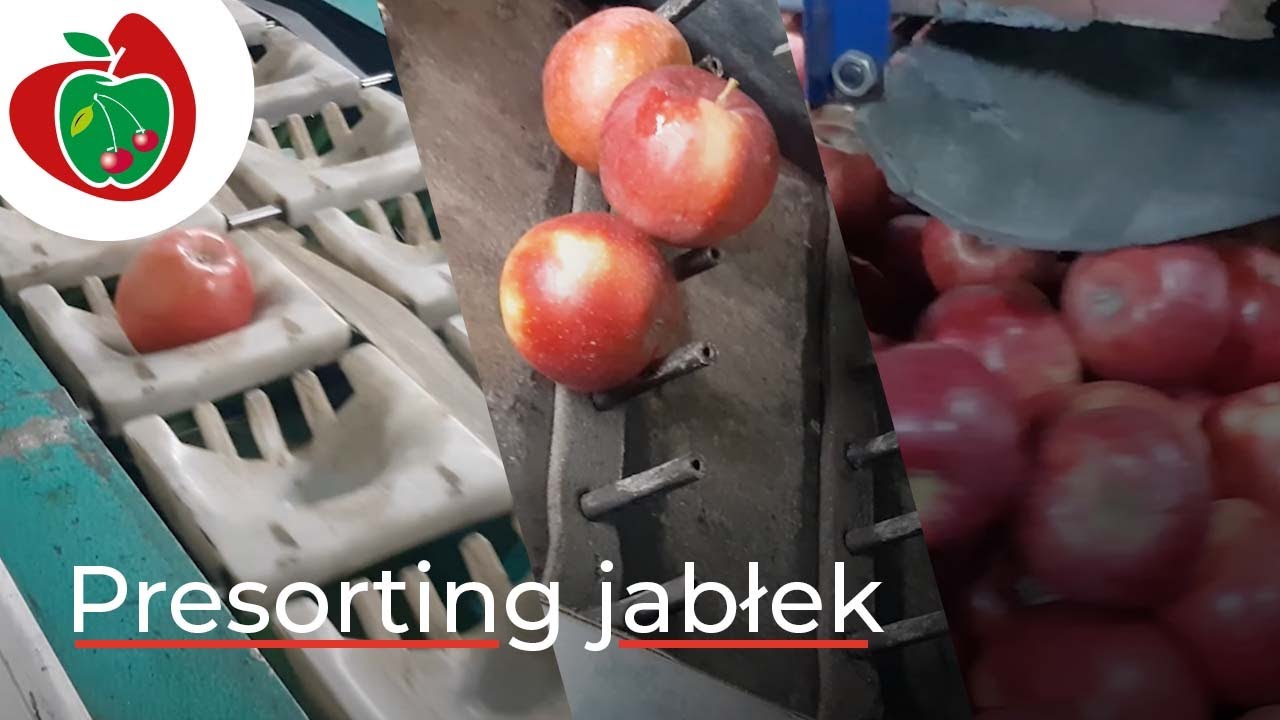 Presorting w Gospodarstwie Sadowniczym, sortownik GREEFA jabłka Gala, Topaz, Pinowa i Red Jonaprince