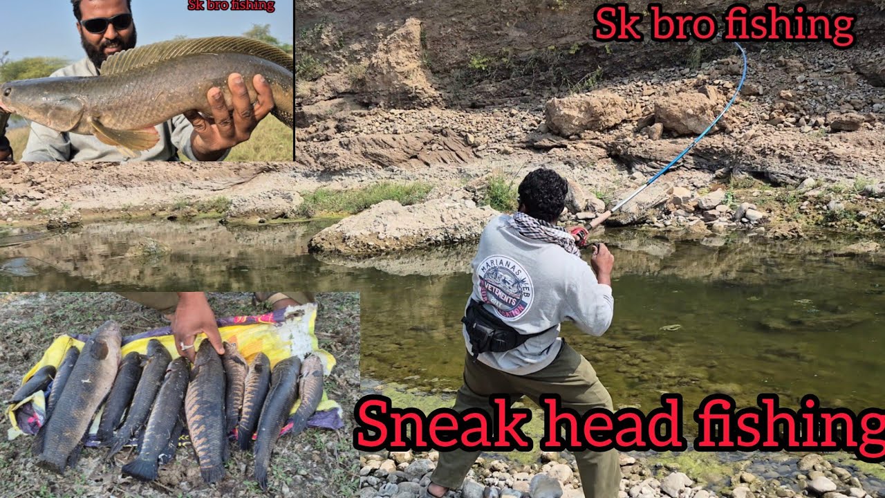 Sneak head fishing #fishingvideo #fishing #maral #sneakhead