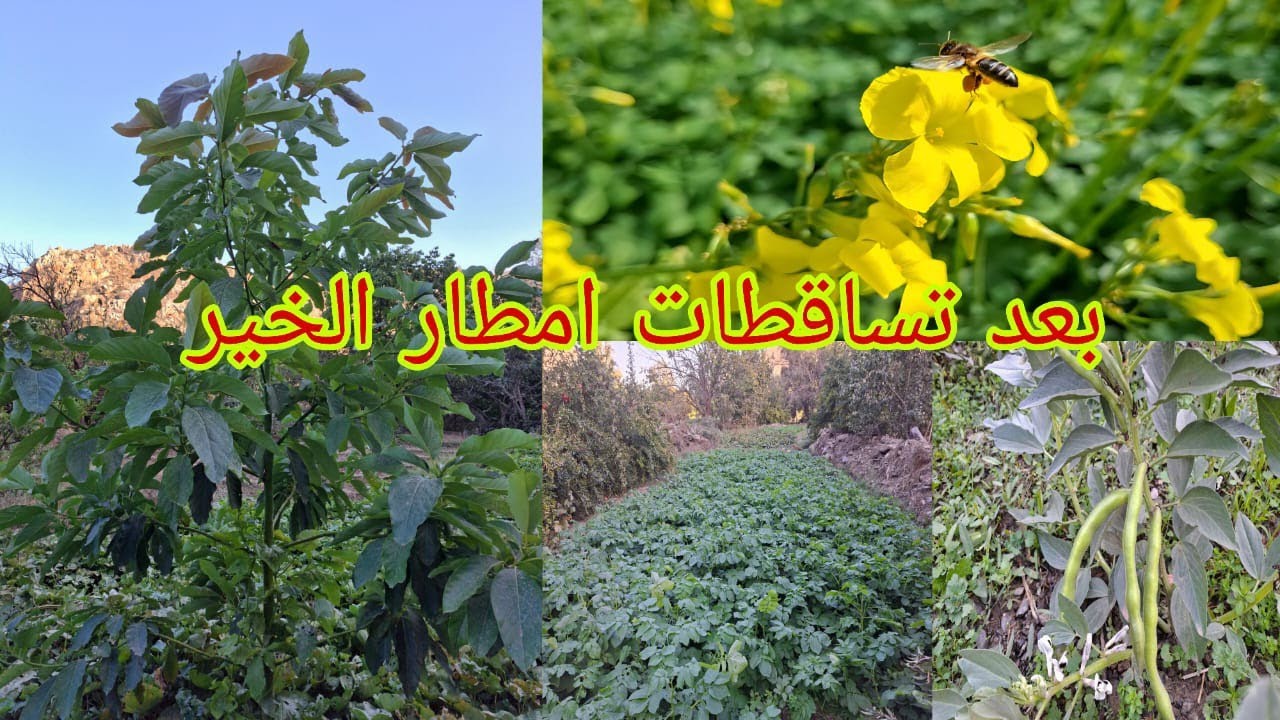 شاهدوا معنا الاجواء في التساقطات المطريه الاخيره الحمد لله على نعمه المطر#واد_غيس#الحسيمة 