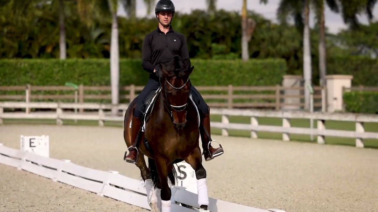 Dressage 101| Leg Yield vs. Half Pass