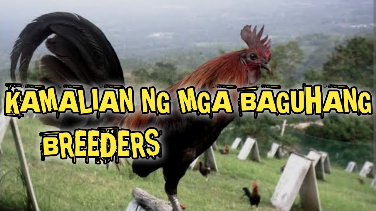 Mga kamalian Ng mga baguhang breeders | nokmatips