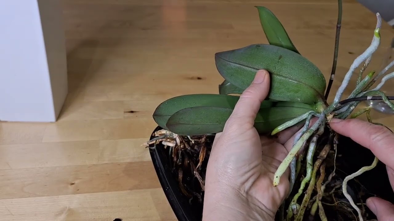 Orchideen umtopfen. Teil I 10.2025
