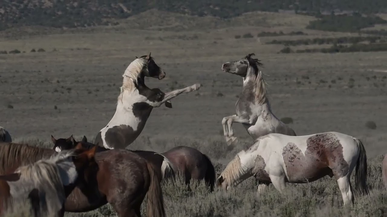 2025 WILD HORSES OF AMERICA Highlights Onaqui Mountain Wild Horses in Utah by Karen King