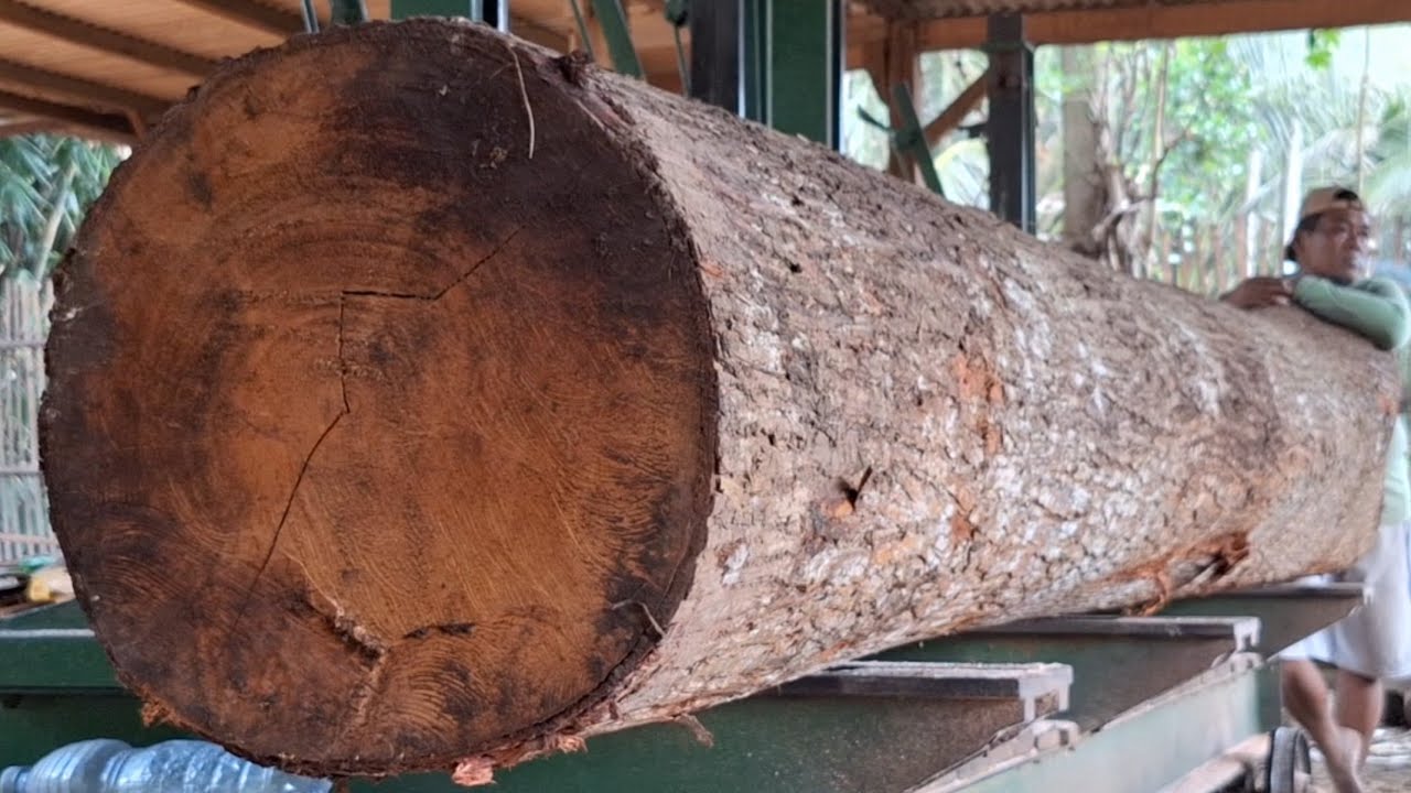 CHALLENGE! Cutting a giant mahogany log at the sawmill 