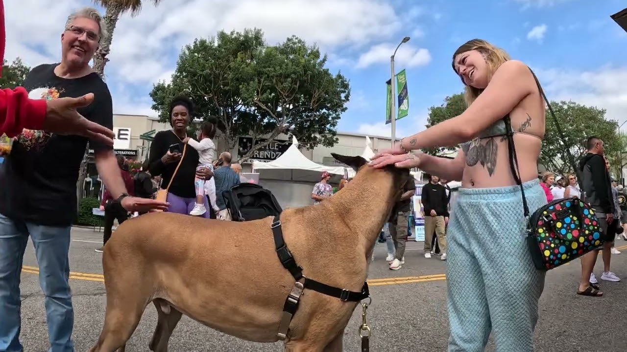 Cash 2.0 Great Dane at the Sherman Oaks street fair 2022 (5 of 11)
