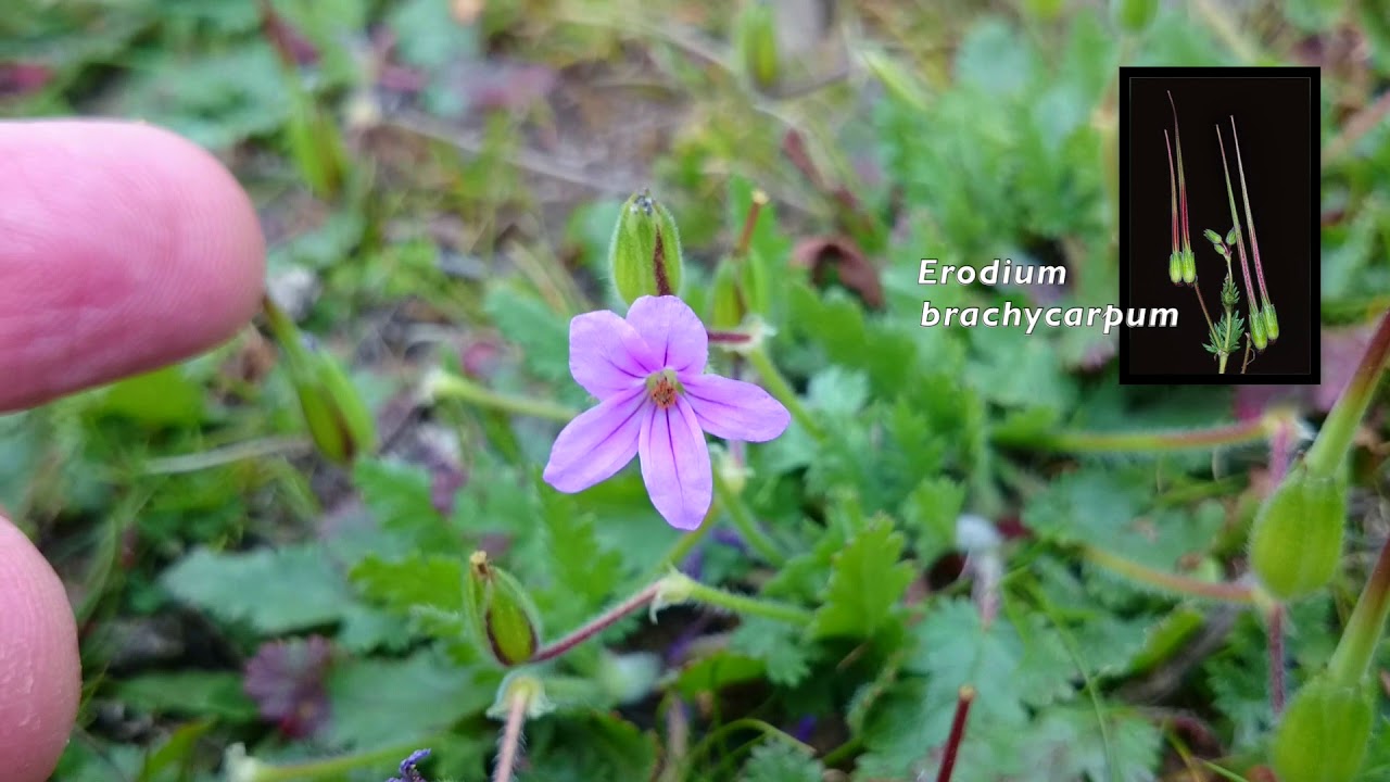 Longbeak Stork's Bill (Erodium botrys)