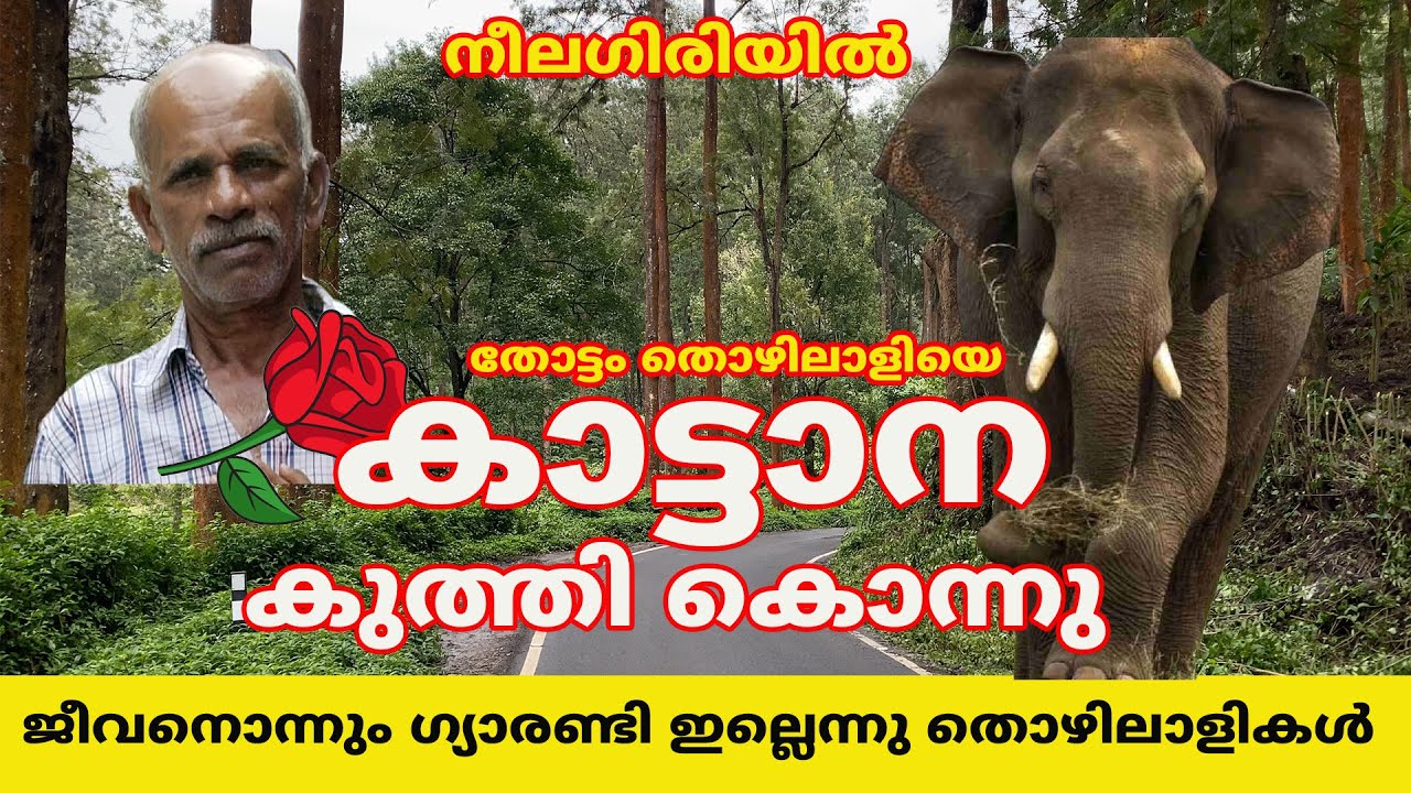 തോട്ടം തൊഴിലാളിയെ കാട്ടാന കുത്തി കൊന്നു ജീവനൊന്നും ഗ്യാരണ്ടി ഇല്ല#elephant #nilgiris #forest