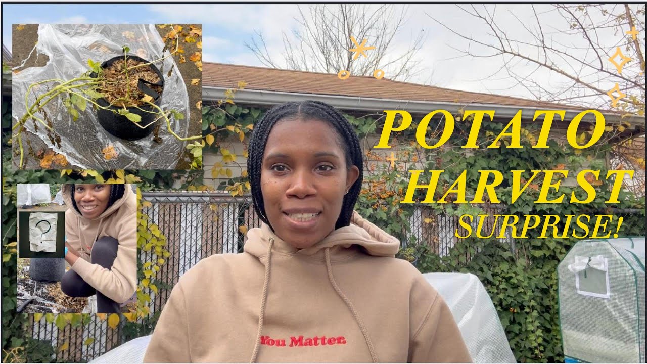 I Harvested Potatoes From a 5-Gallon Grow Bag… You Won’t Believe How Many! 🥔