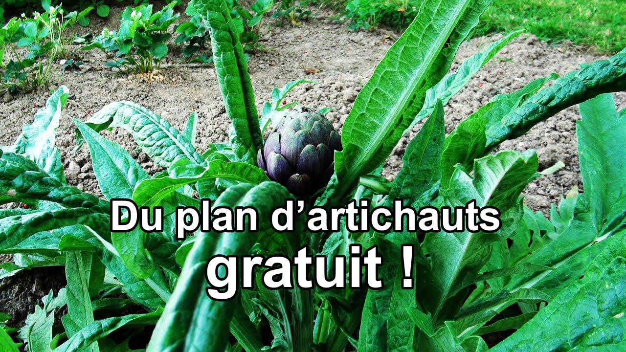 Des plants d'artichauts gratuits...