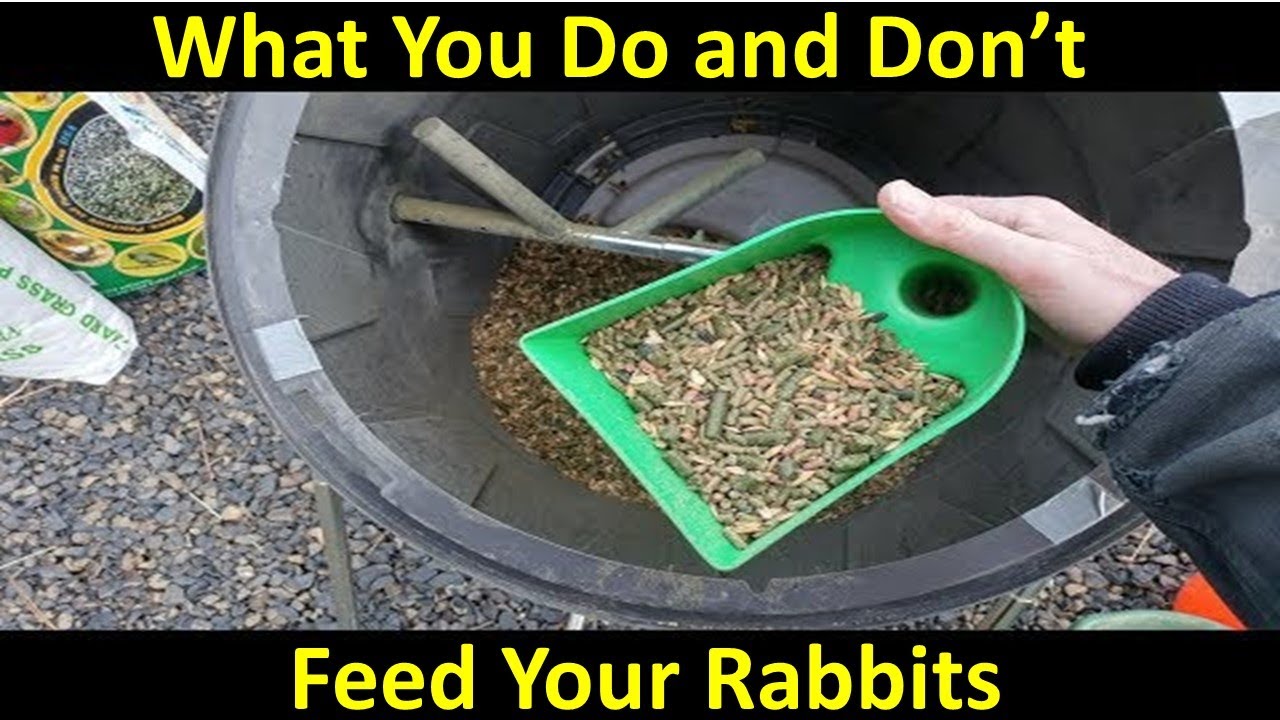 What Ingredients Should You Add to Custom Mix or Blend Rabbit Feed?