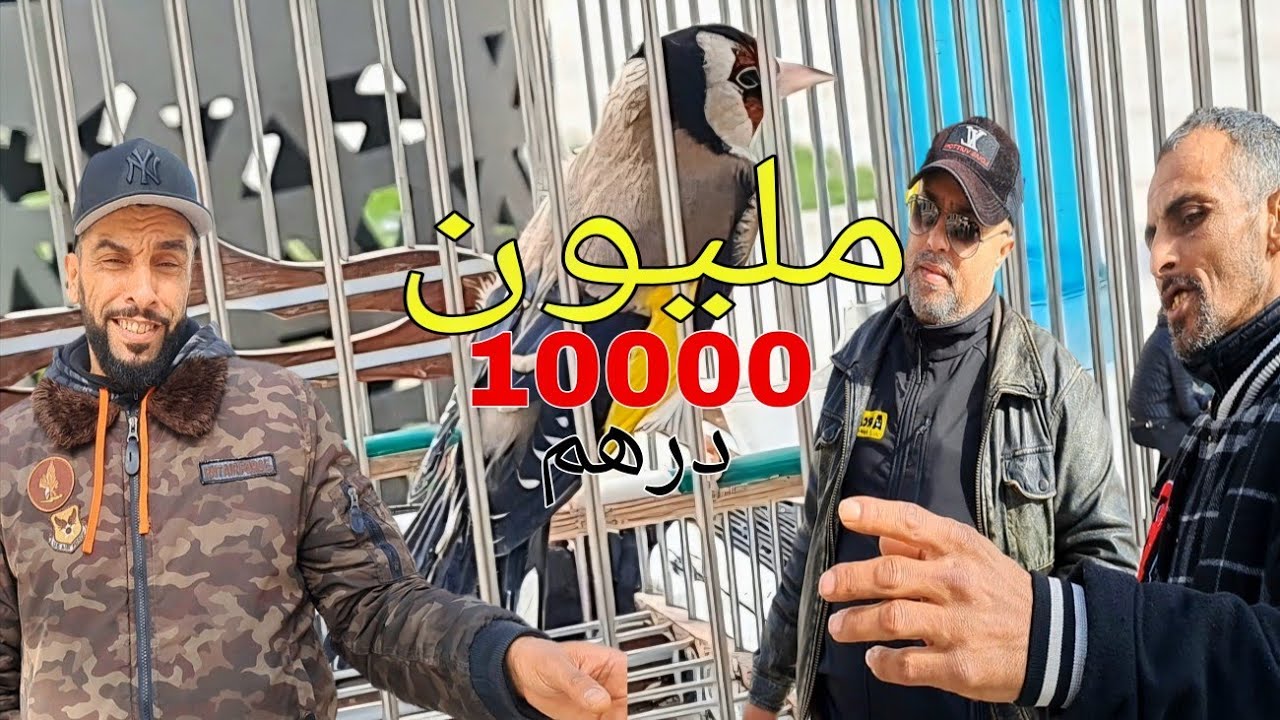 الحسون بمليون من سوق القريعة للطيور والحيوانات بالدار البيضاء 🇲🇦 اليوم السبت 2026/1/31
