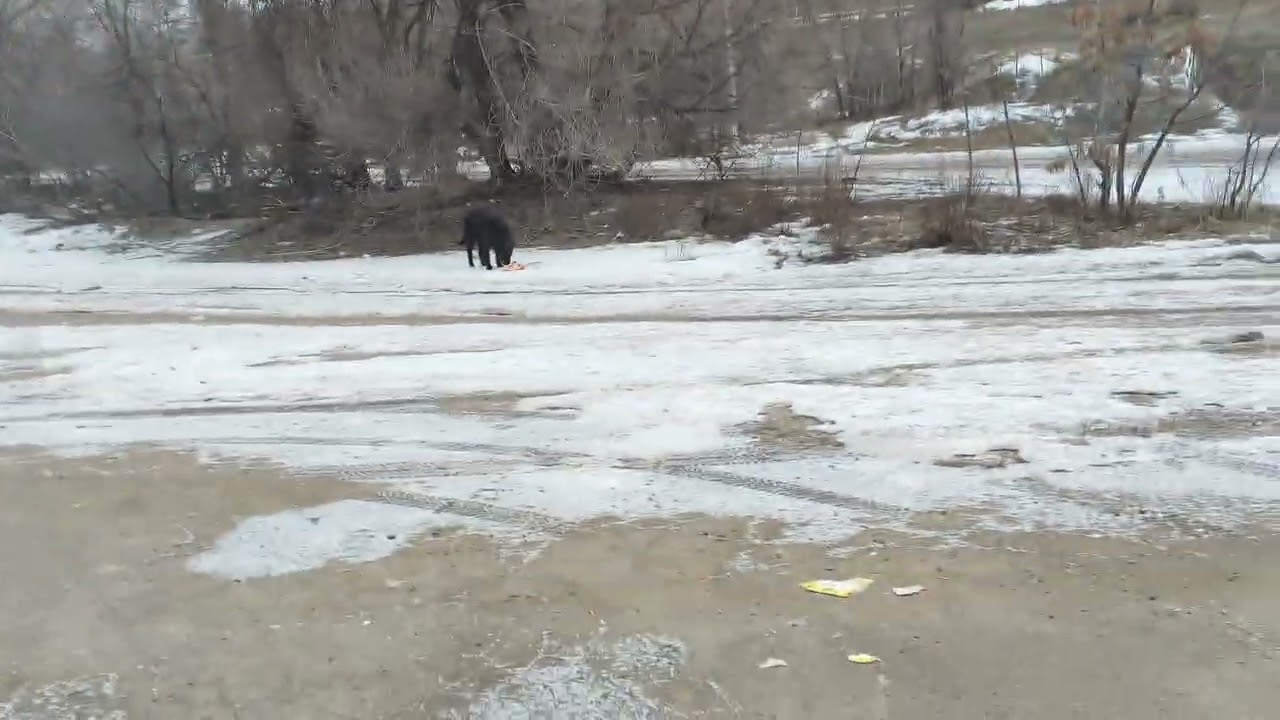 Покормил собак с молочки 
