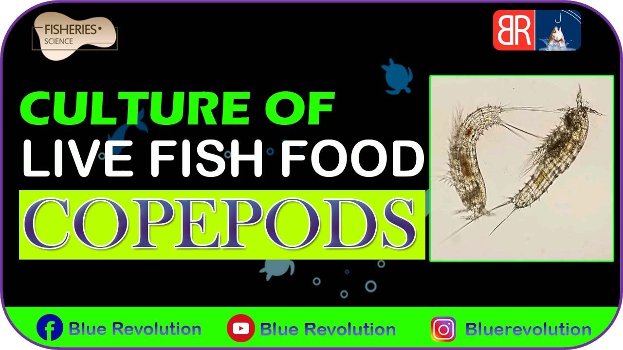 copepods on marine fish || copepod culture || live fish food || fish natural food