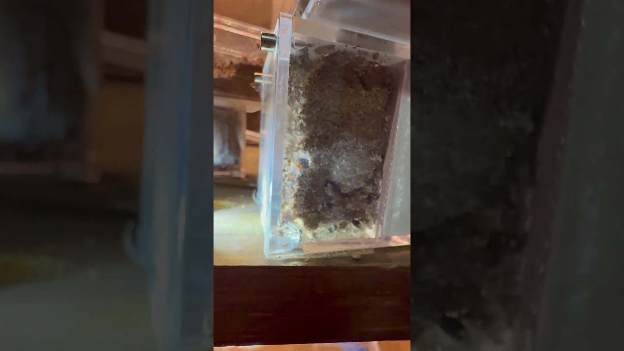 3 queen Veromessor pergandei colony thriving in @texants digging nest! 🐜🔥 