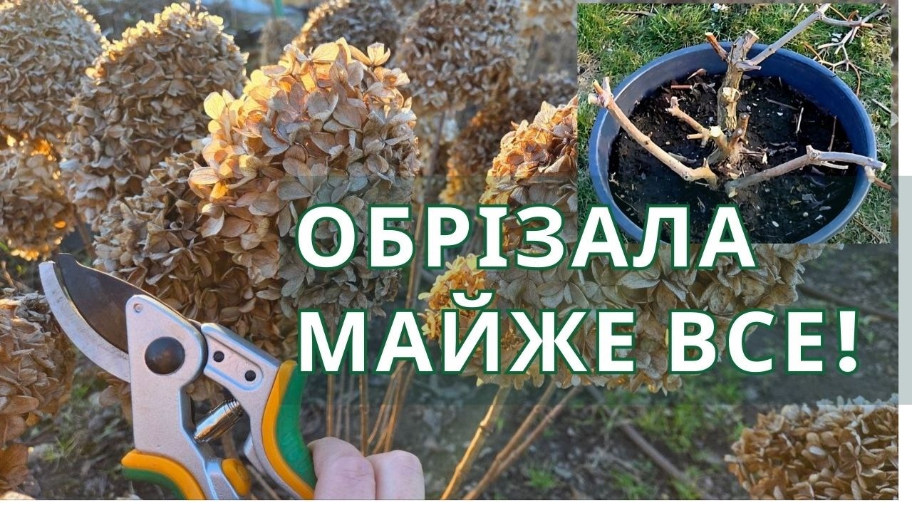 Чи не забагато я відрізала? Радикальна обрізка гортензій заради величезних волотей