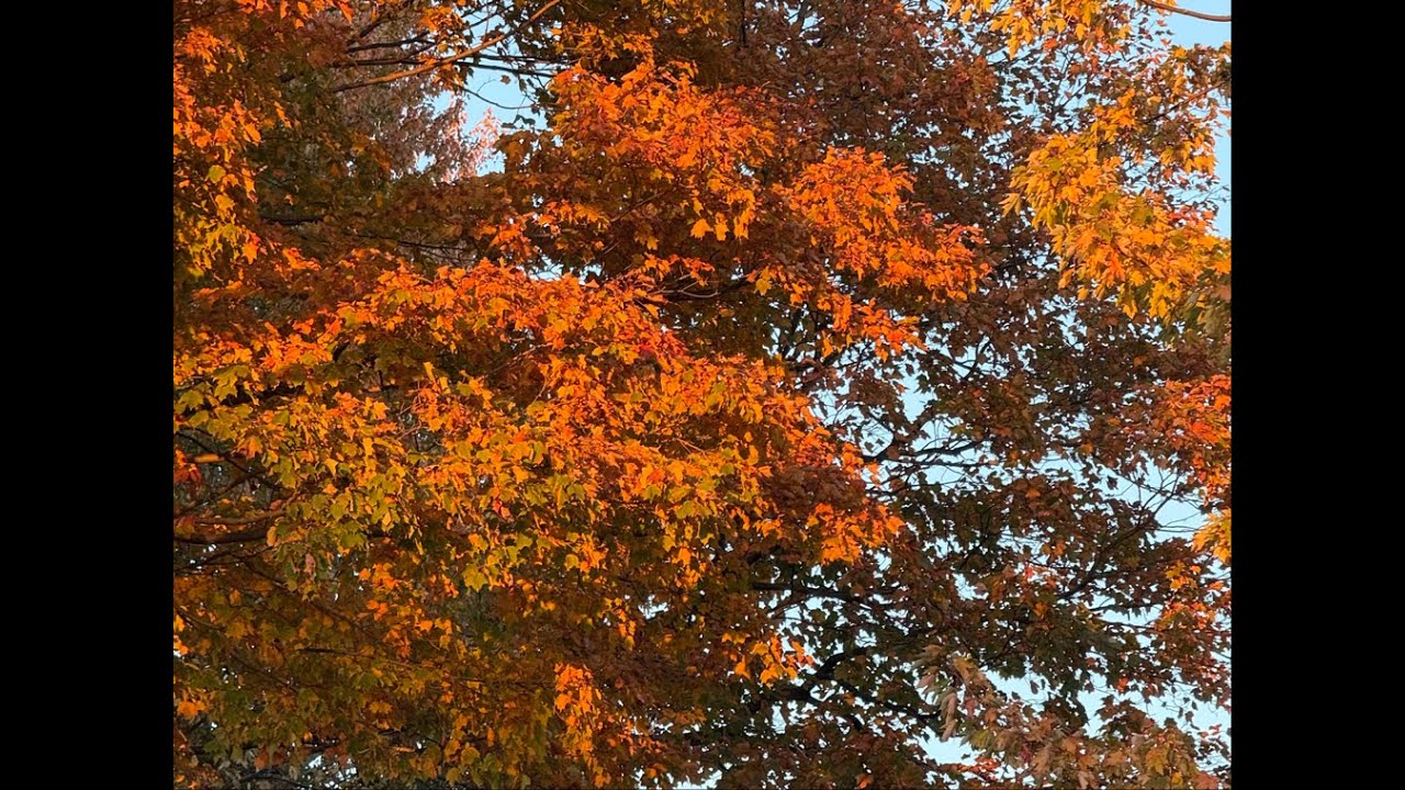 🍁加拿大之旅｜蒙特利尔初印象：旧港漫步、皇家山枫叶正红 🍁 First Impressions of Montreal:  Mount Royal in Autumn Colors 🍁