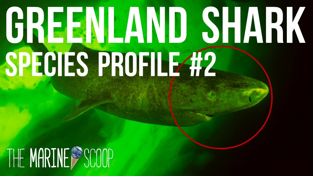 GREENLAND SHARK | Shark Profile #2