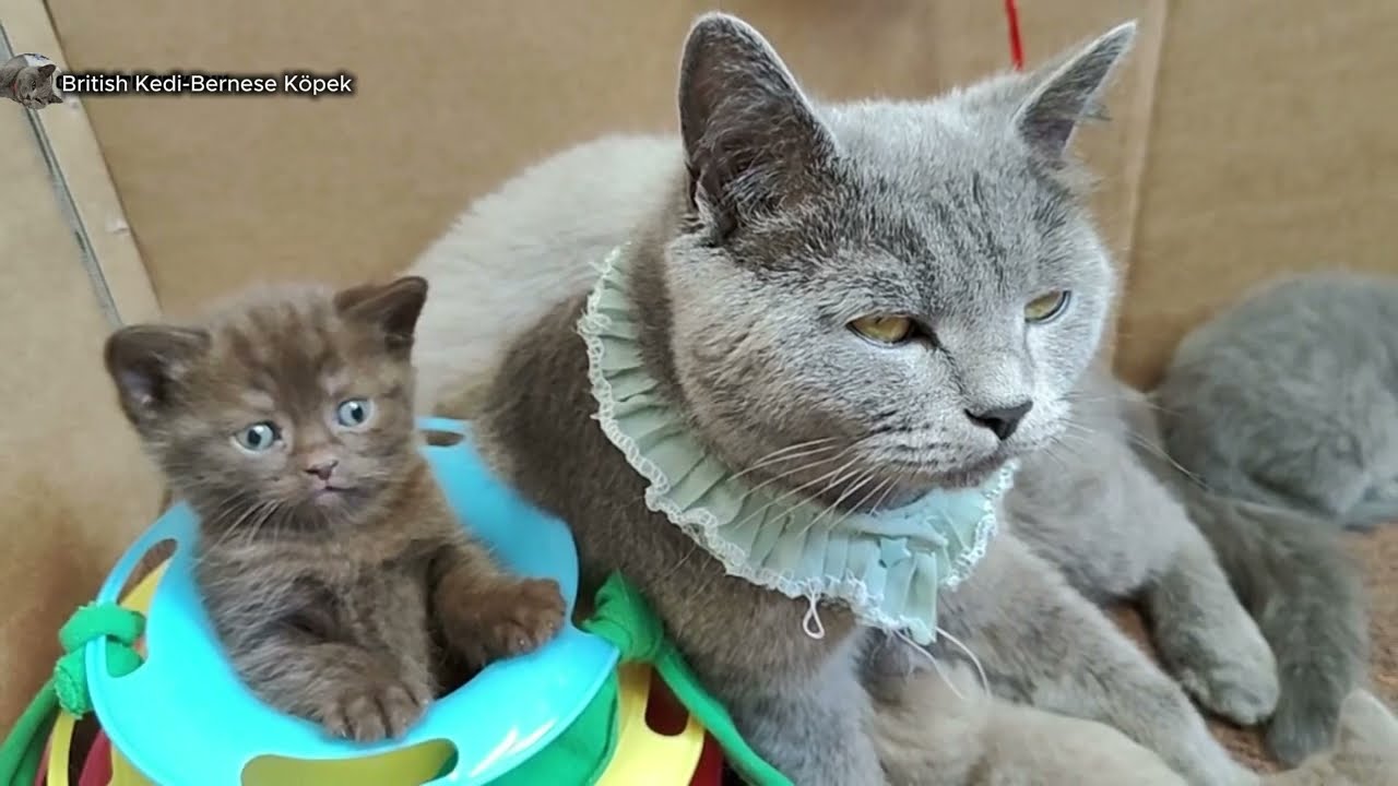 Evren Sana Neden Bir Kedi G&ouml;nderdi🐱✨ British Kedi Evrenin Mesajı 🐾 Bir Kedi Neden Hayatına Girdi 💫 |