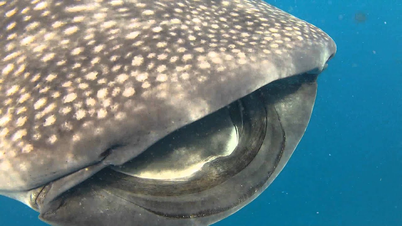 Swimming with Whale Sharks