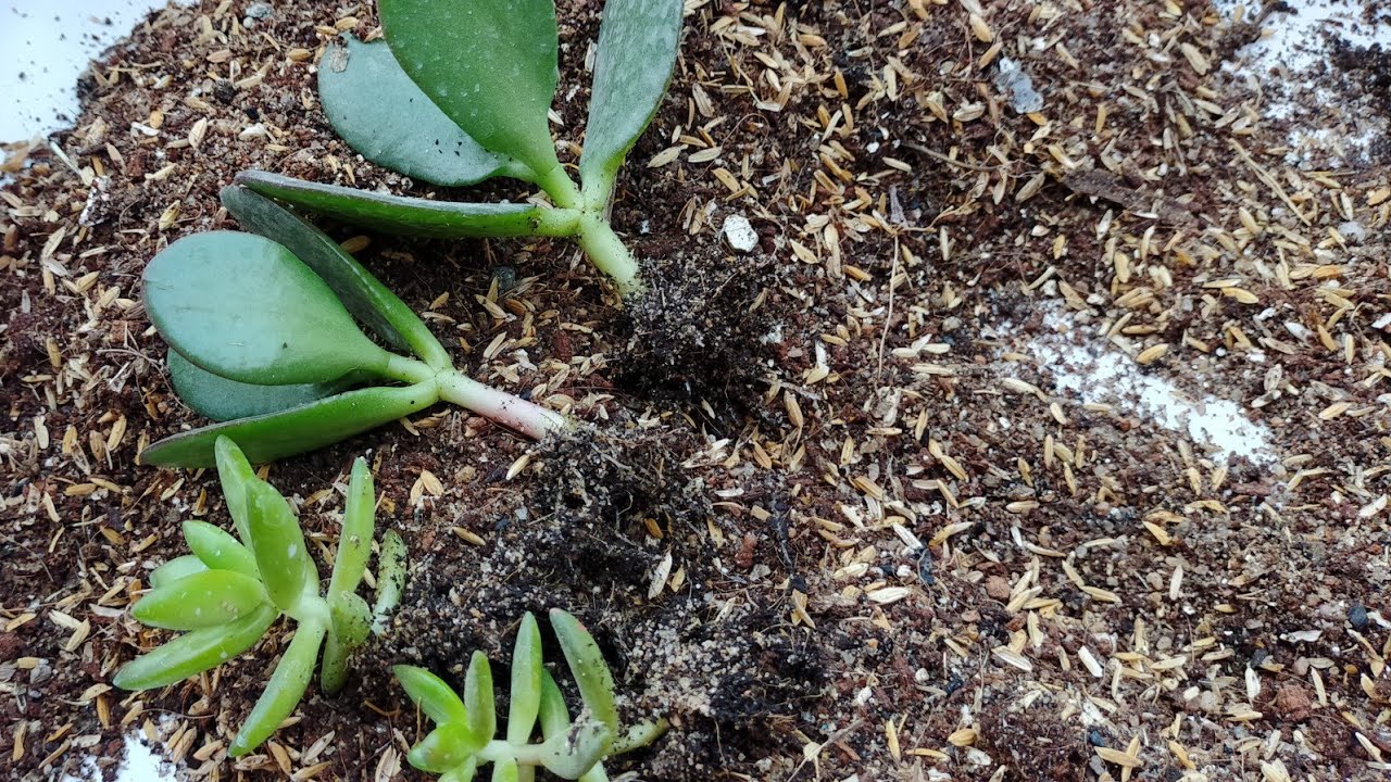 ll succulent best potting mix and cutting repotting ll