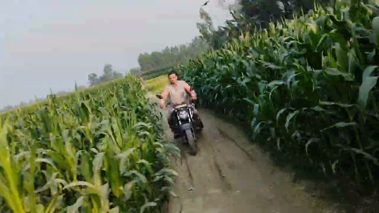 ভুট্টা খেতের গভীরের রাস্তায় বাইক রাইড করছি।