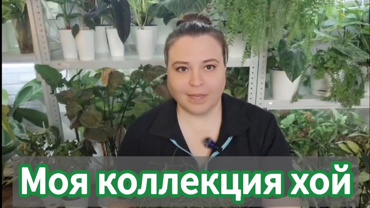 Моя коллекция хой