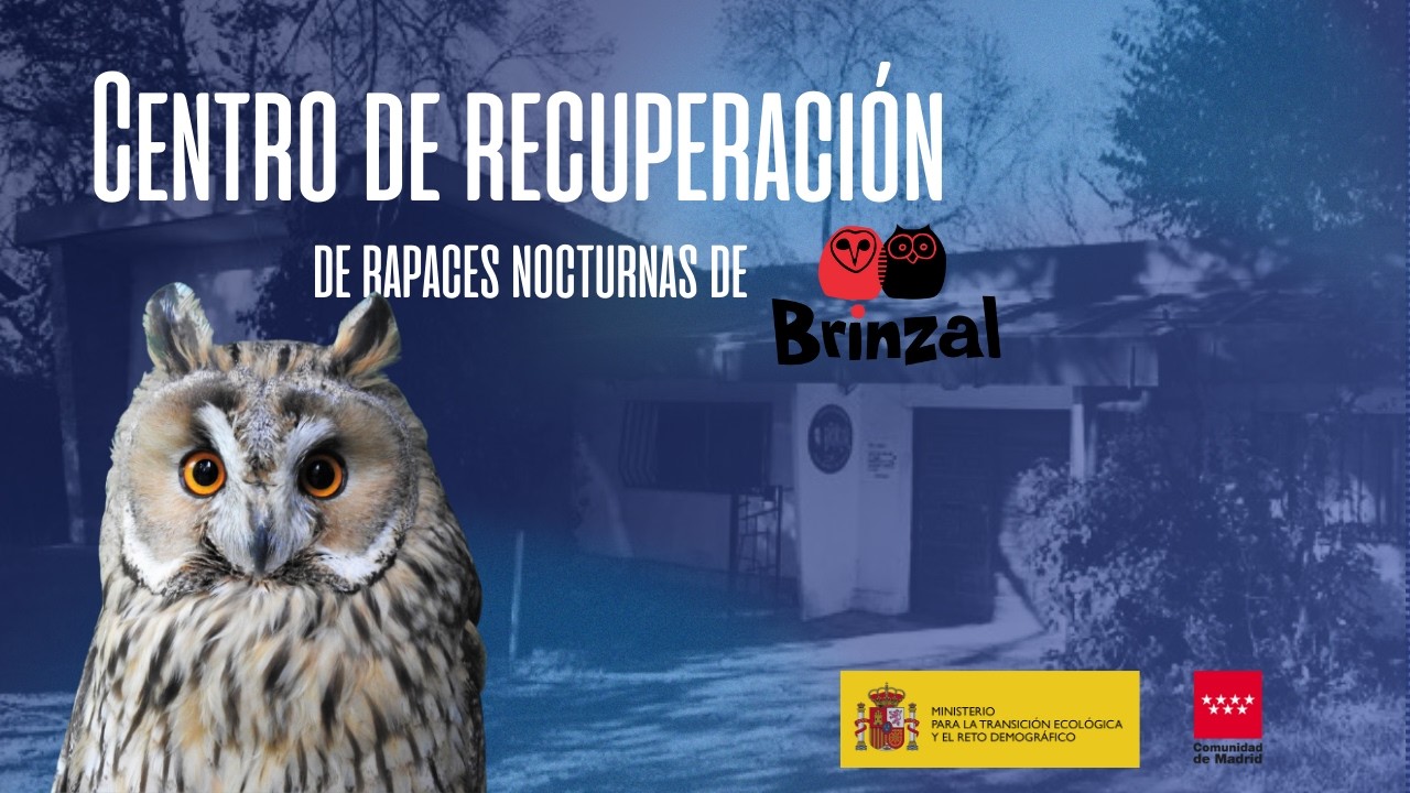 Centro de recuperaci&oacute;n de rapaces nocturnas de Brinzal