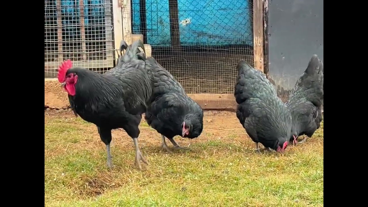 Fauna Hyseni Pejë - Australorp Black 