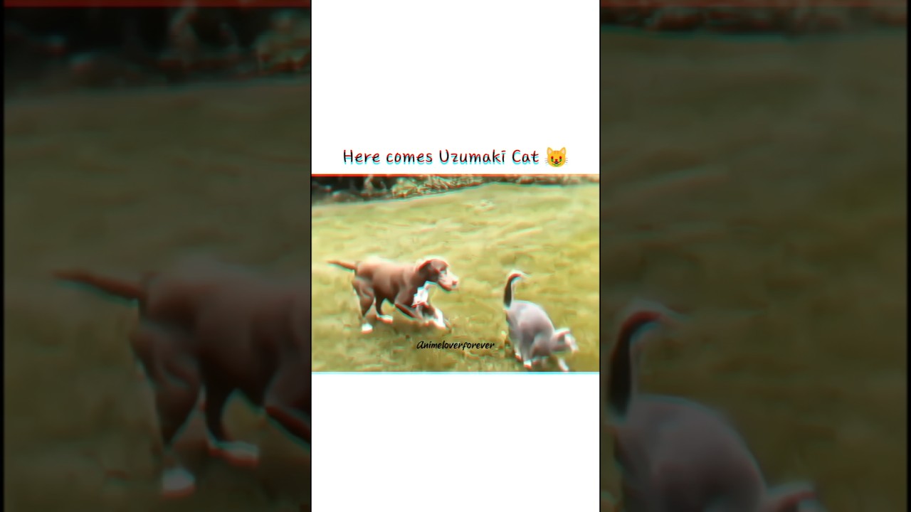 Cat used shadow clone jutsu irl|Naruto|Naruto Shippuden|