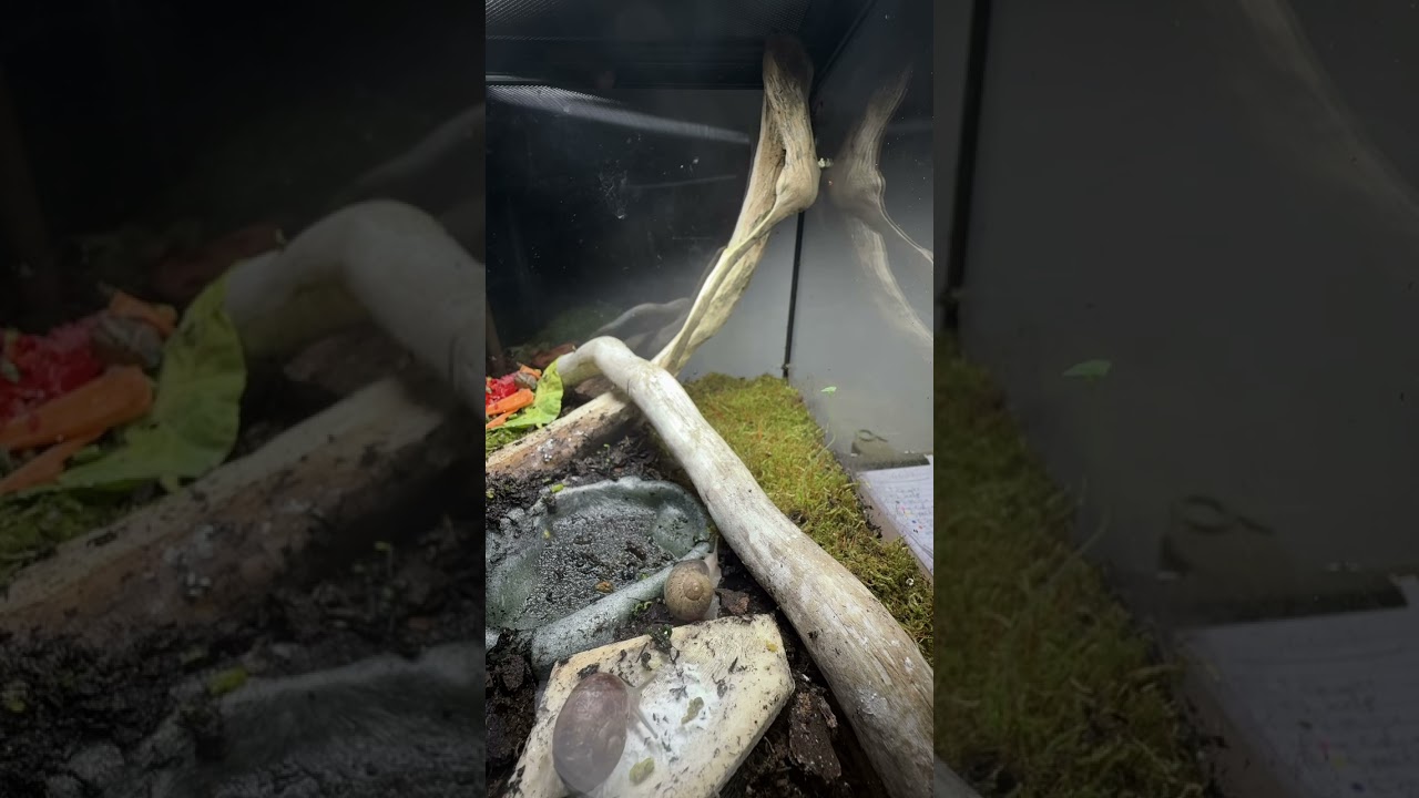 Just some snails doing some snail things! 🐌 #snaillife #snail #snailpet #snailshouse #snailedit