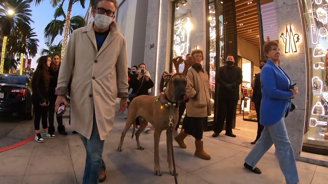 Cash 2.0 Great Dane-deer on Rodeo Drive in Beverly Hills 6