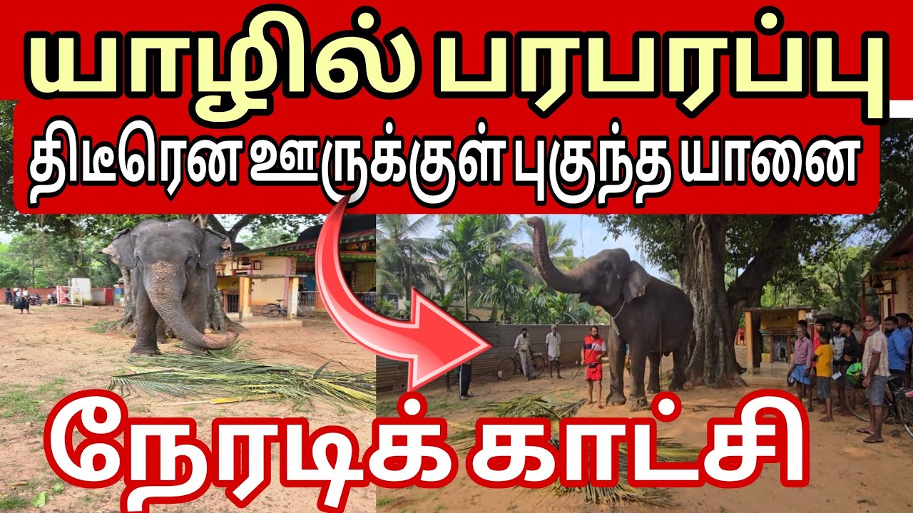 🛑யாழில் திடீரென ஊருக்குள் புகுந்த யானை! பார்க்க குவிந்த மக்கள்! #jaffna #trending #jaffnanews #live