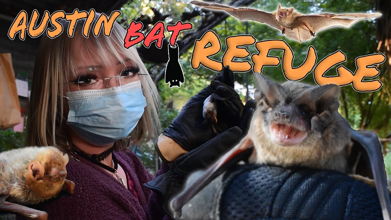 Touring the Austin Bat Refuge - Addressing Bat Myths! 🎃HALLOWEEN SPECIAL🎃