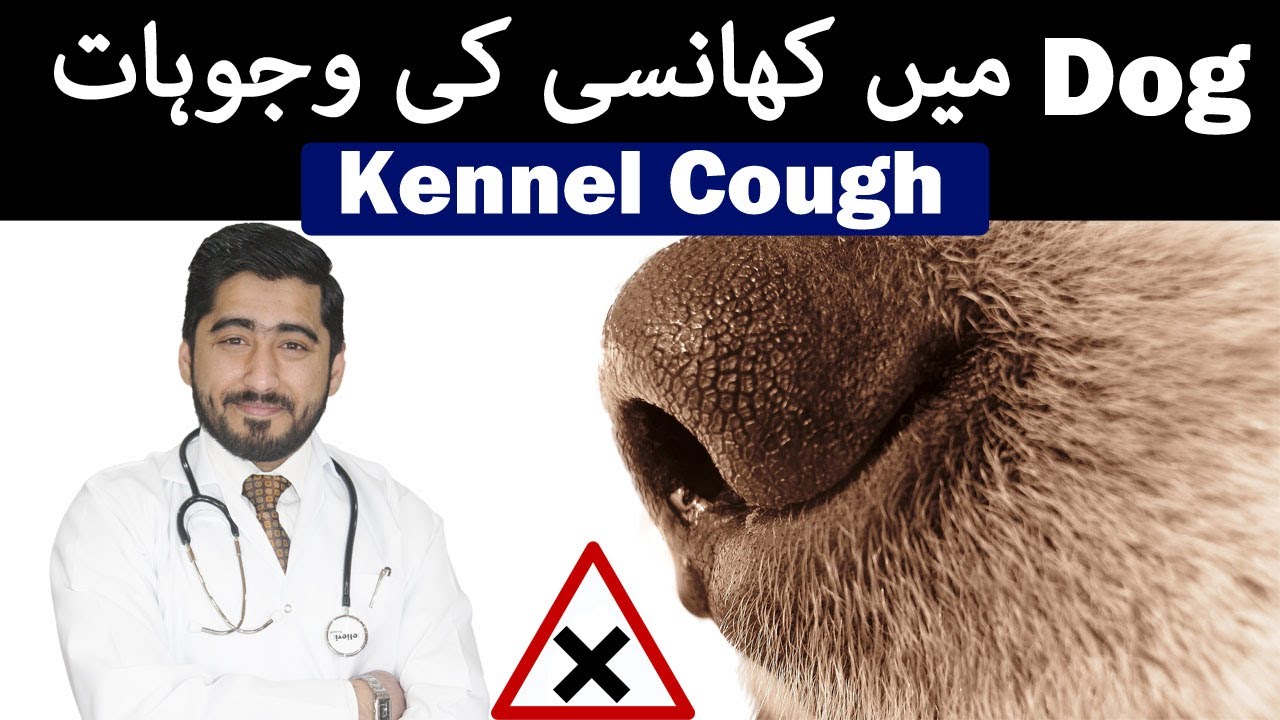 Canine Para-Influenza || Kennel Cough In Dogs | In Urdu | Animalia Dot Pk || Vet Furqan Younas