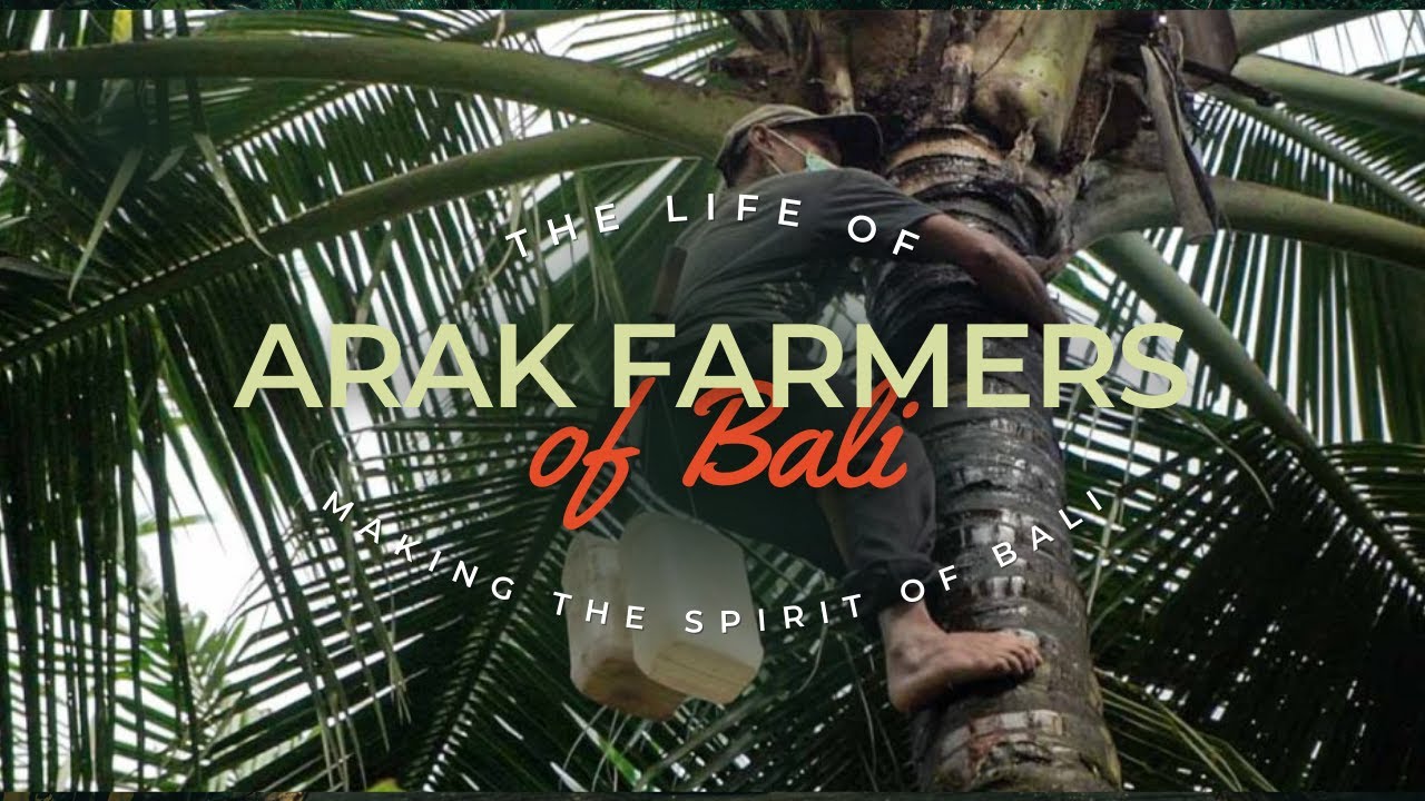 Arak Bali - How is it Made? | The Arak Farmers of Karangasem | Made in Bali Episode 2
