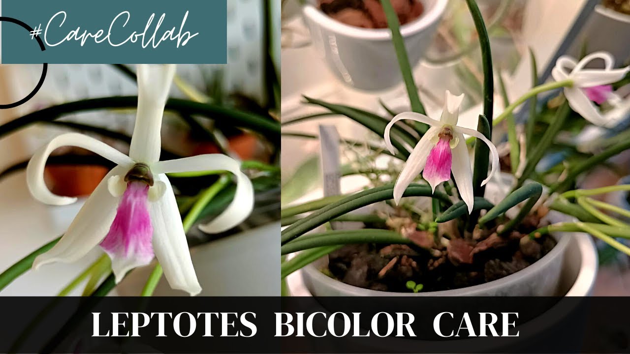 Leptotes Bicolor Orchid Care