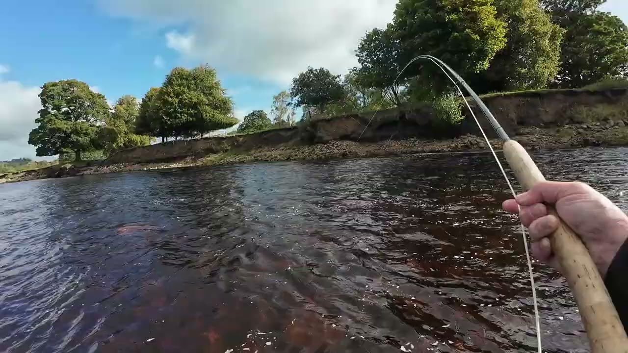Salmon on fly 18 9 25
