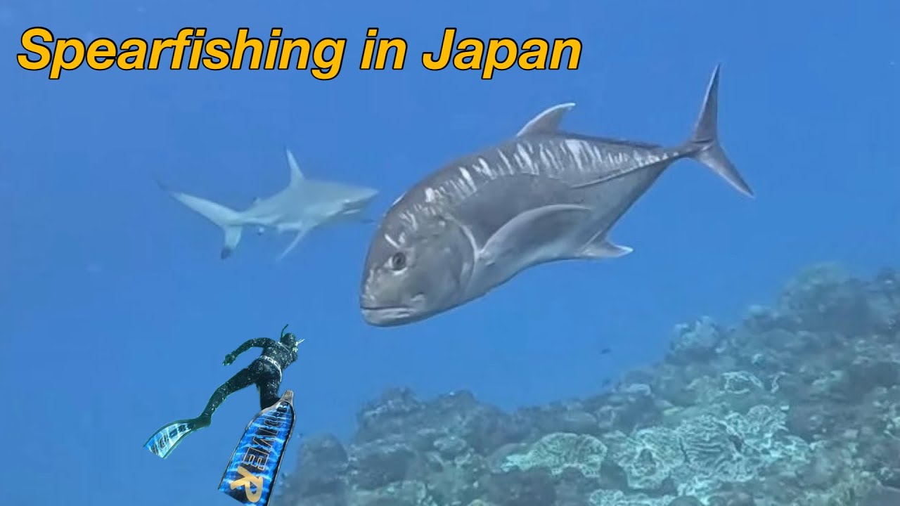 【魚突き】日本の南で食べられてる魚たち