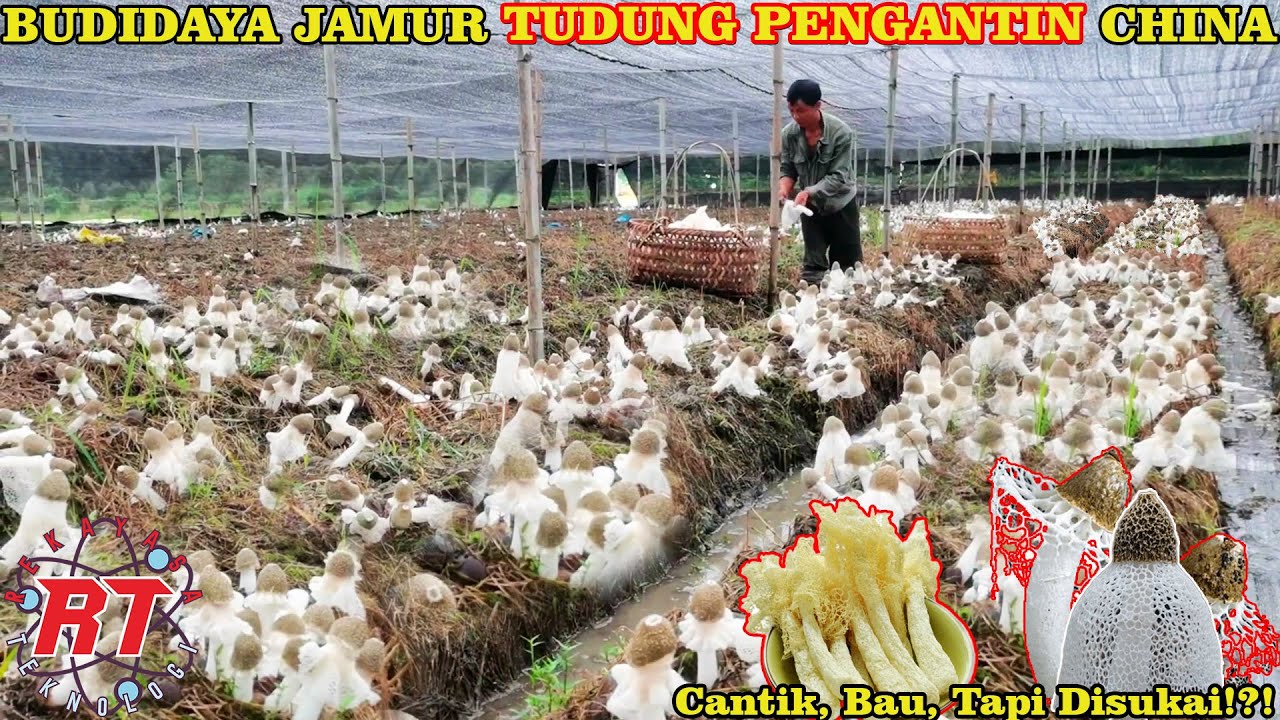 CANTIK NAMUN BAU!! PERTANIAN JAMUR BAMBU DI CHINA | JAMUR TUDUNG PENGANTIN ATAU JAMUR STINKHORN