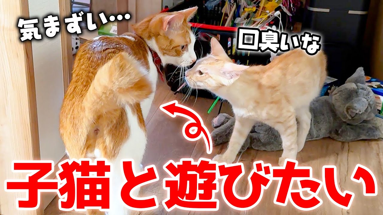 普段は暴れん坊の猫が、子猫と遊びたいのに接し方が分からず気まずくなっていましたwww
