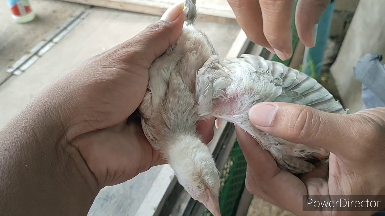 fowl pox vaccine application