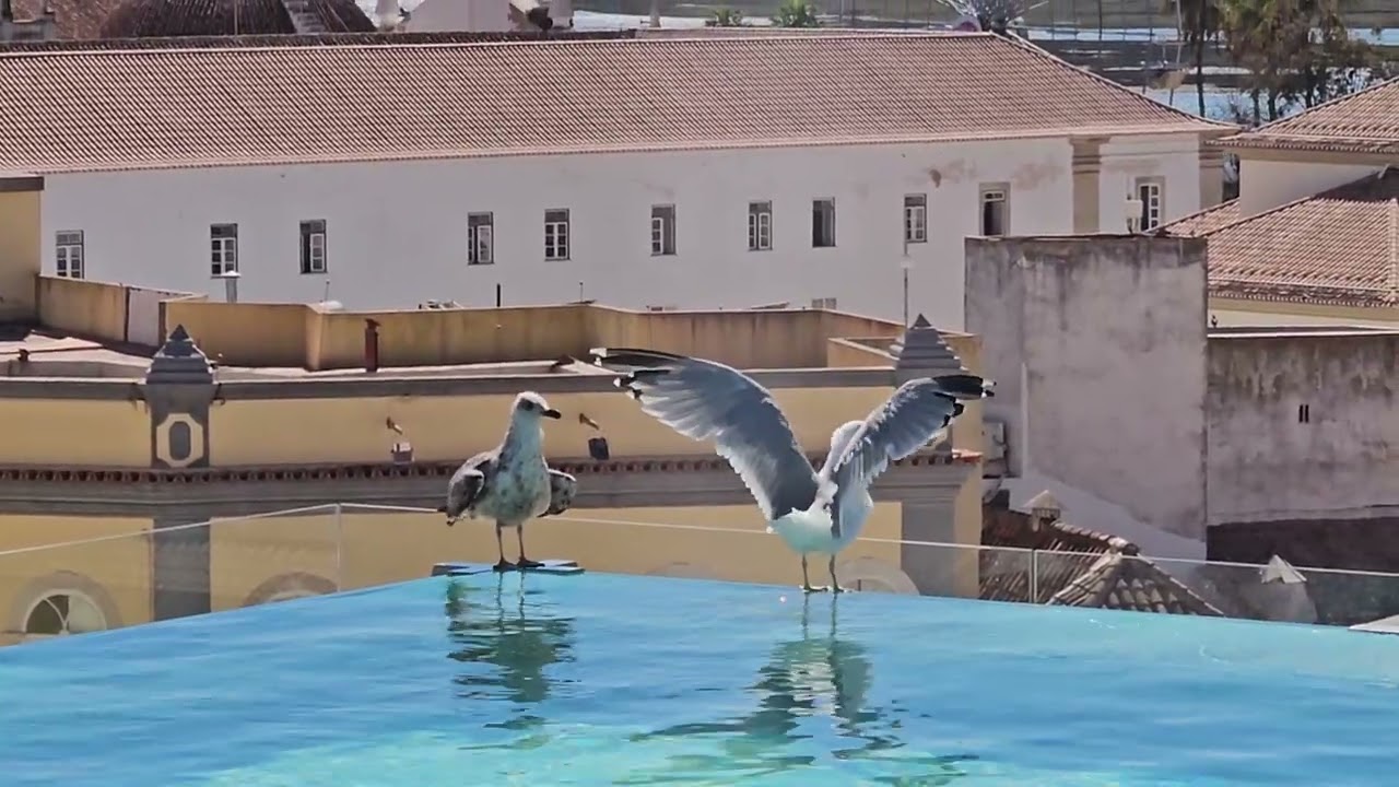 파로 Faro...