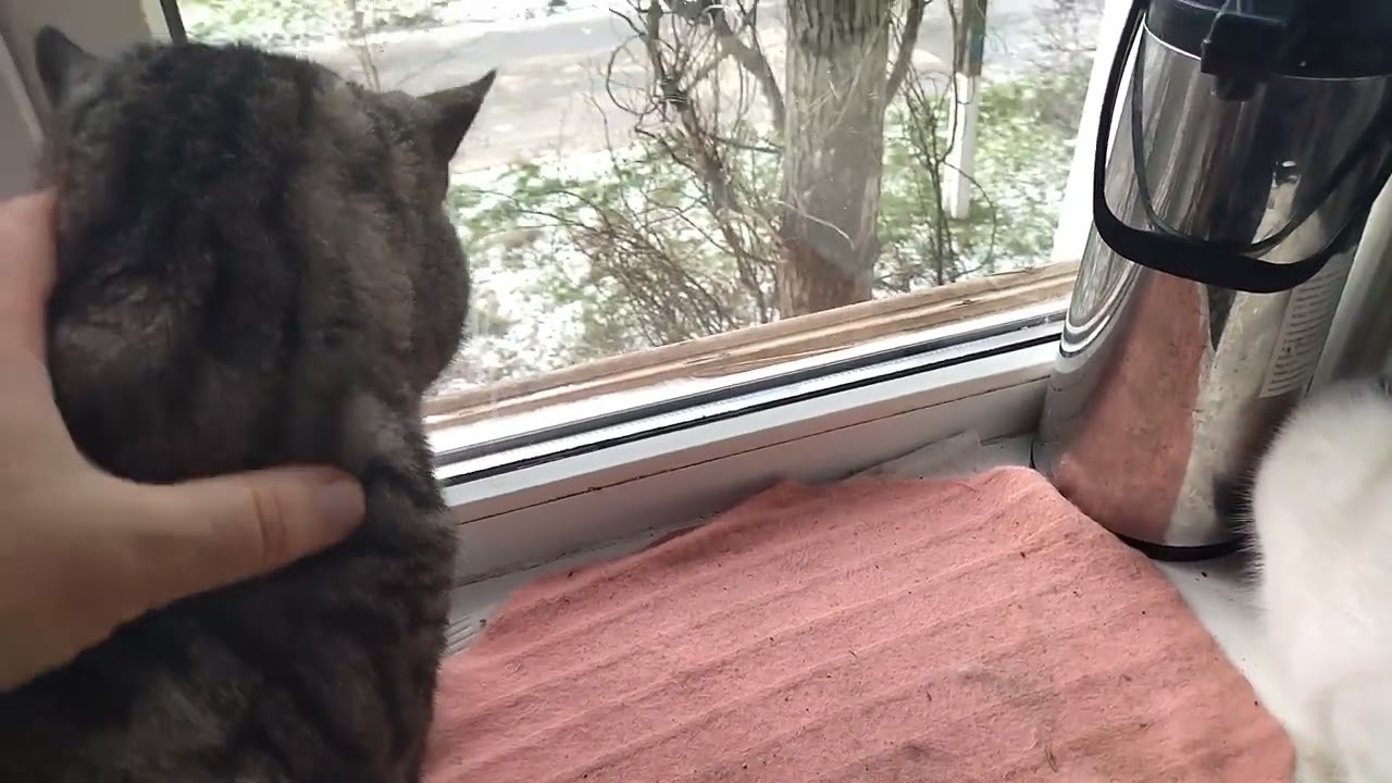 😺Cat Lisa in Mom’s Bedroom, Barsik Asked for a Walk😺